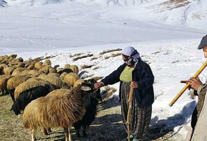 25 bin 'sürü yöneticisi' kadroya alınacak